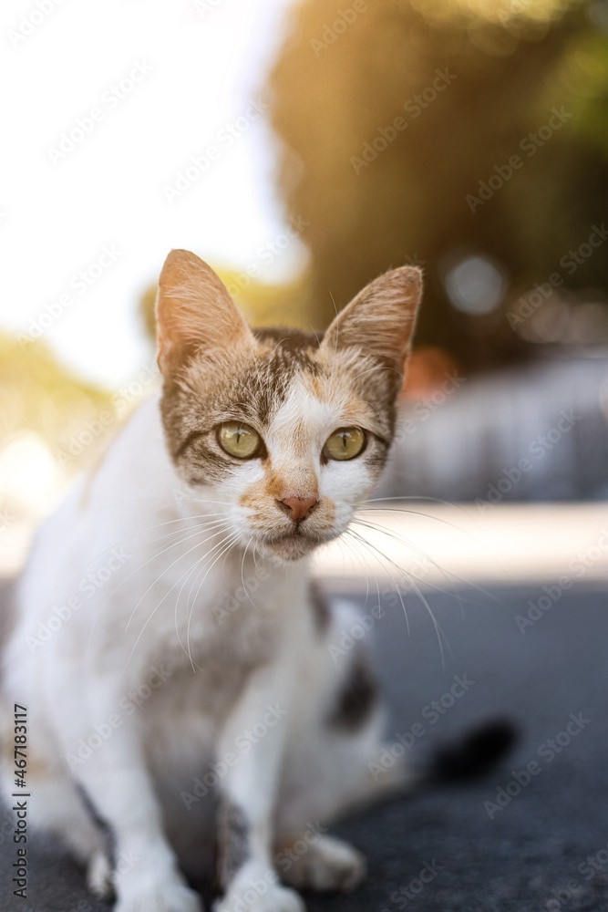 Cat with bokeh backgrounds, image selective focus Cat with bokeh backgrounds, image selective focus