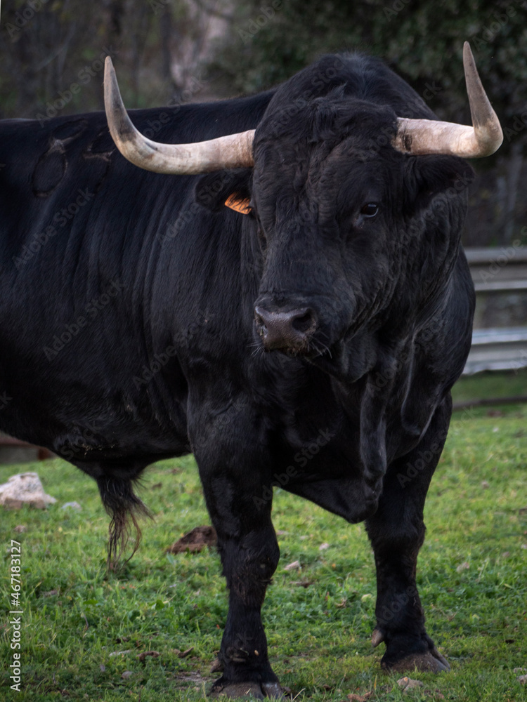Powerful five year old spanish fighting bull in a meadow. Powerful five year old spanish fighting bull in a meadow.