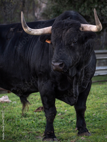 Powerful five year old spanish fighting bull in a meadow.