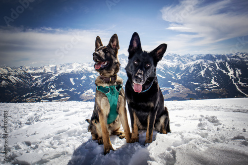 Schäferhunde in der Natur