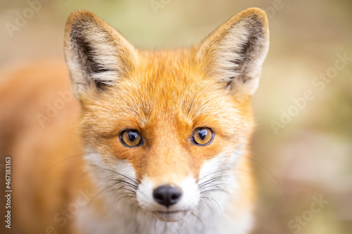 Portrait of a Red Fox (Vulpes vulpes)