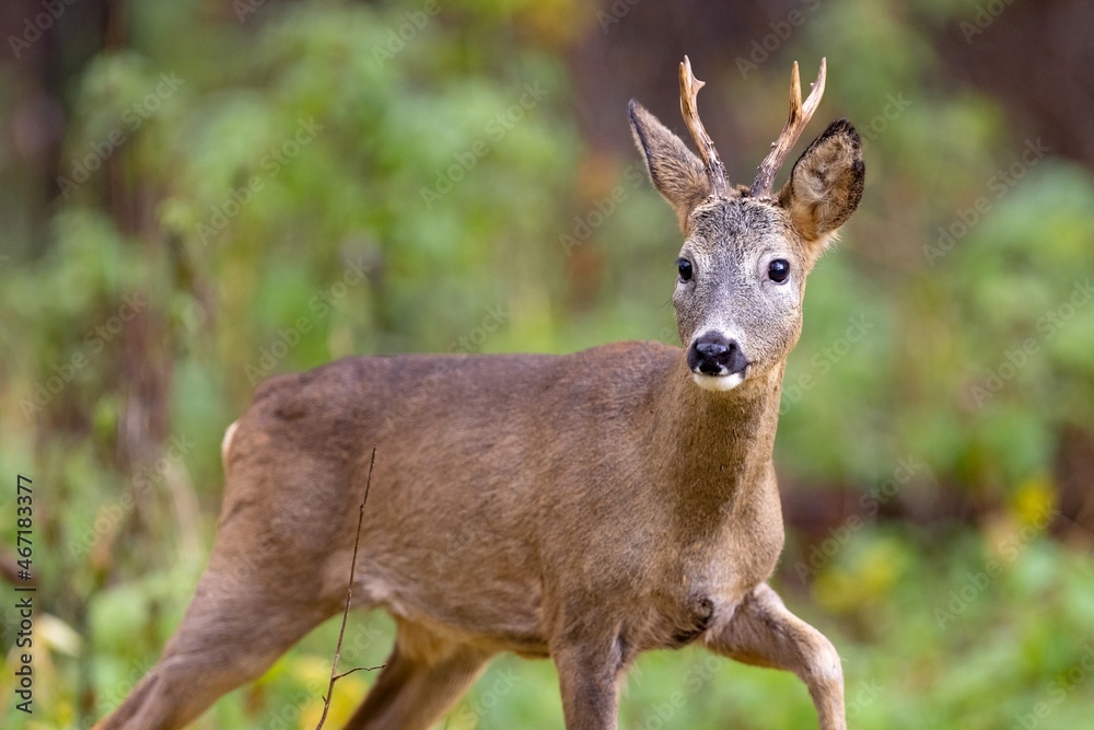 Roe deer, capreolus capreolus, standing on pasture.