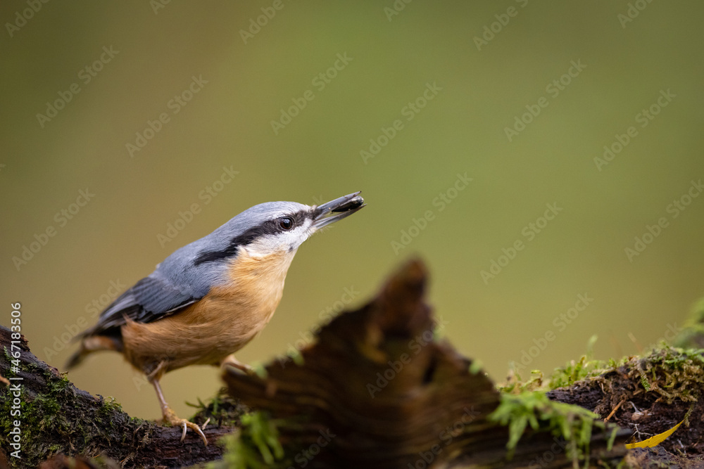Naklejka premium Red-breasted nuthatch (Sitta europaea) sitting on a stump overgrown with moss. 