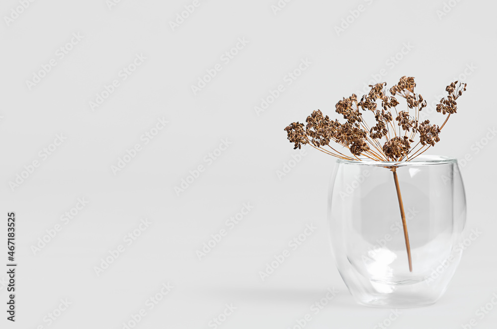 dry umbrellas of dill in a glass jar on a white background