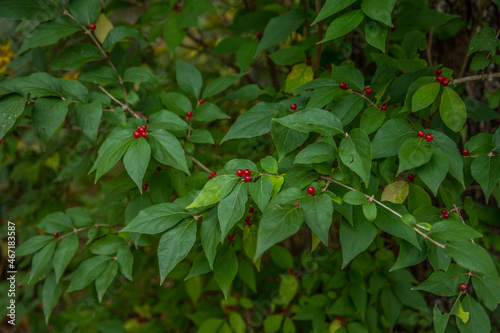 Amur honeysuckle in autumn closeup