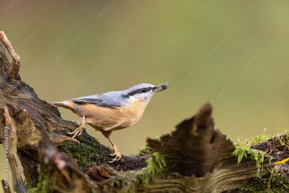 Naklejka premium Red-breasted nuthatch (Sitta europaea) sitting on a stump overgrown with moss. 