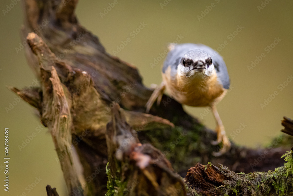 Red-breasted nuthatch (Sitta europaea) sitting on a stump overgrown with moss. Red-breasted nuthatch (Sitta europaea) sitting on a stump overgrown with moss.