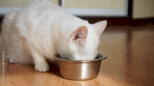 Beautiful white fluffy pet cat eating food from a metal food bowl in the room 