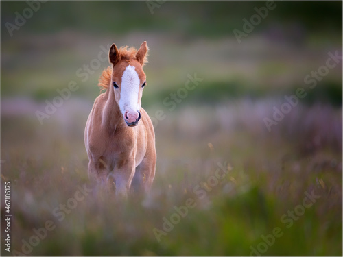 Valokuva Ginger foal walking in the meadow.