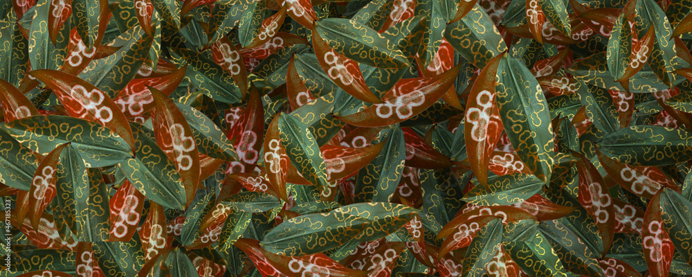 Obraz premium Abstract leaf background, background for design.