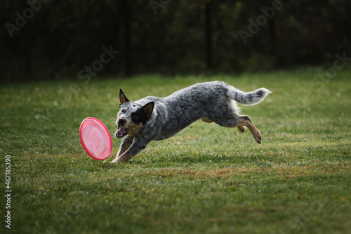 фотографія Australian Shepherd cattle dog