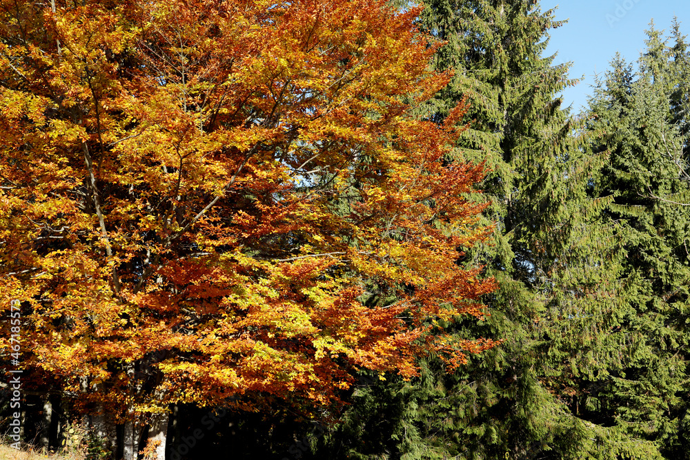 View of beautiful forest on sunny day in autumn View of beautiful forest on sunny day in autumn