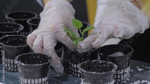Woman gardener hands planting small green plant sprout in drainage substrates - white pearlite granules: close up view. Gardening, organic, seedling, cultivation and horticulture concept