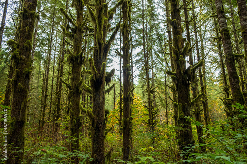 Tall spiky moss covered trees in a green wet forest © Harrison