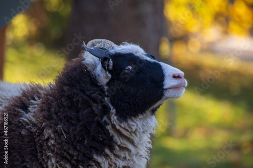 portrait of a black and white four horned Jacob sheep looking at camera while standing in the field 