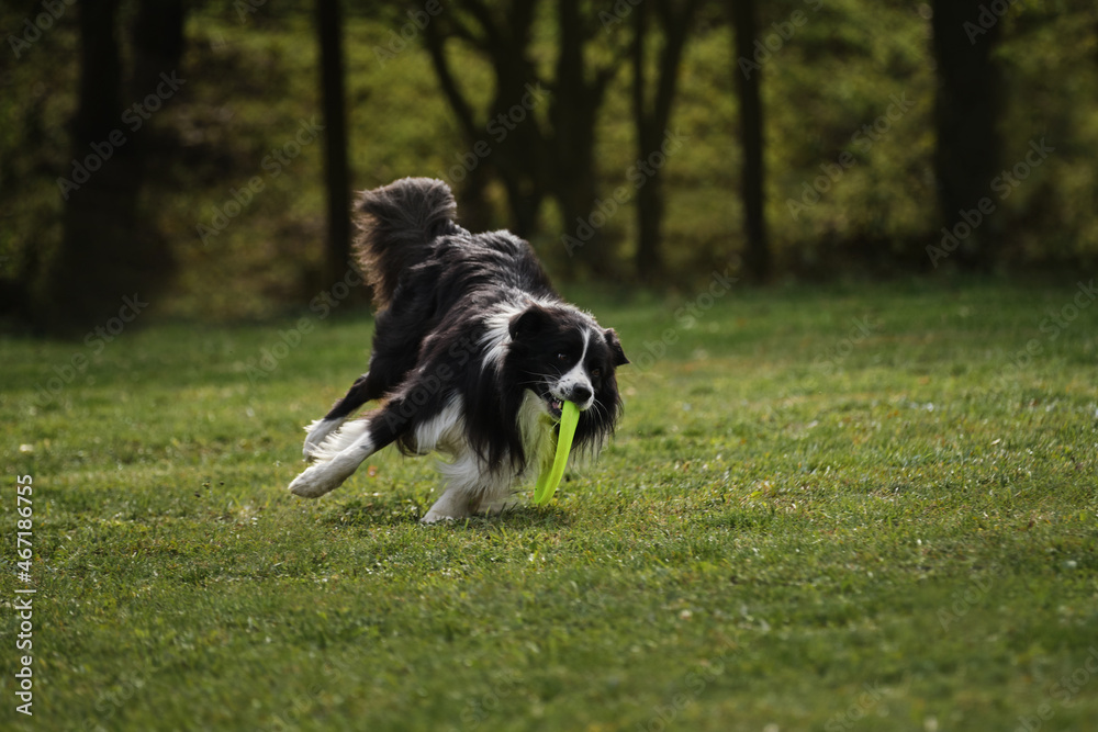 Competitions and sports with dog in fresh air on green field in park. Fluffy border collie of black and white color runs quickly and catches special flying plastic disk with its mouth. Competitions and sports with dog in fresh air on green field in park. Fluffy border collie of black and white color runs quickly and catches special flying plastic disk with its mouth.
