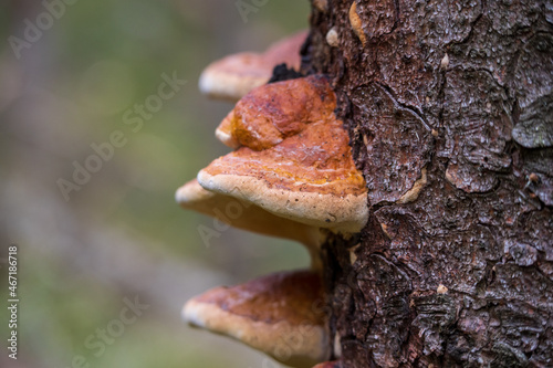 close-up of tree fungus growing on the bark of an old tree