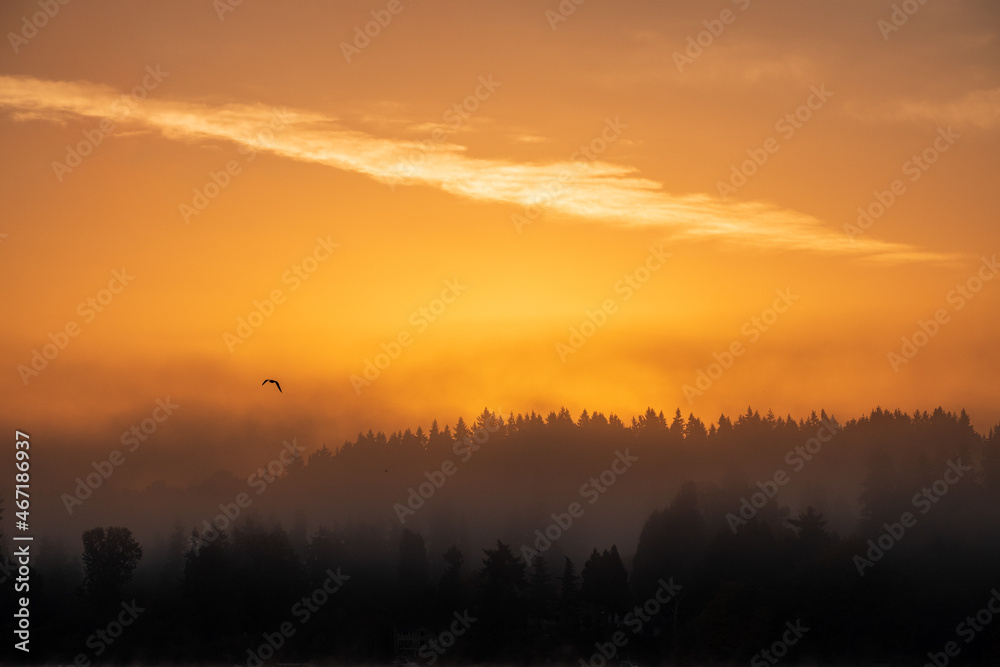 A golden color falls across Lake Washington as the morning sun rises, creating silhouettes of the trees in the background