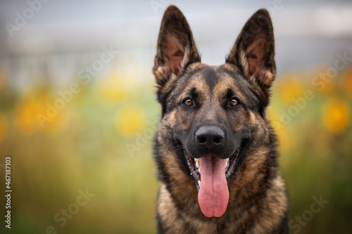 Schäferhunde in der Natur