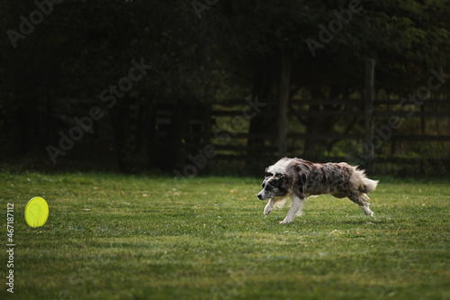 Competitions and sports with dog in fresh air on green field in park. Fluffy border collie Merle color runs fast and catches special flying plastic disk with mouth.