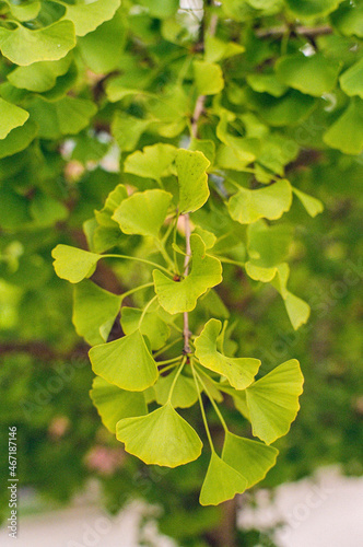 Green gingko leaves on a branch with a background of green gingko leaves