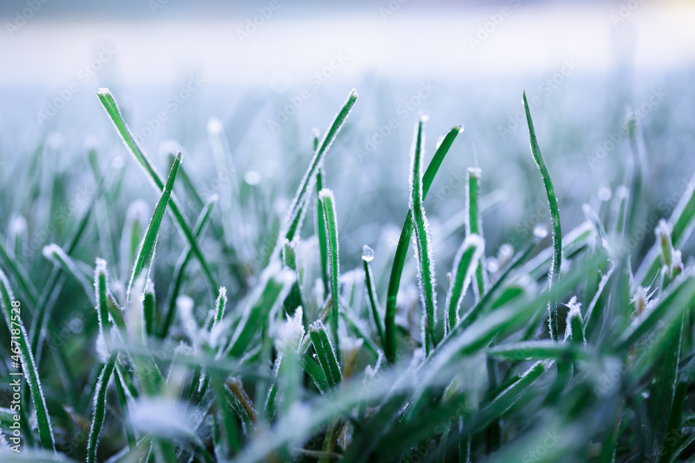 Morning dew froze on a green grass. First frost. Preparing the lawn for wintering. Close-up. Copy space. Banner. Late autumn. Conceptual background of weather forecast. Nature detail. Winter season Morning dew froze on a green grass. First frost. Preparing the lawn for wintering. Close-up. Copy space. Banner. Late autumn. Conceptual background of weather forecast. Nature detail. Winter season