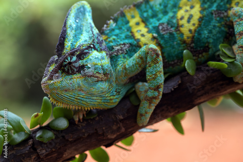 A Veiled chameleon hanging on a tree trunk 