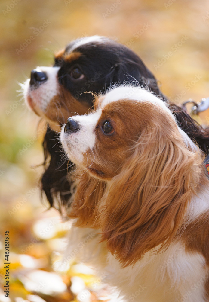 Cavallier king charles spaniel dogs