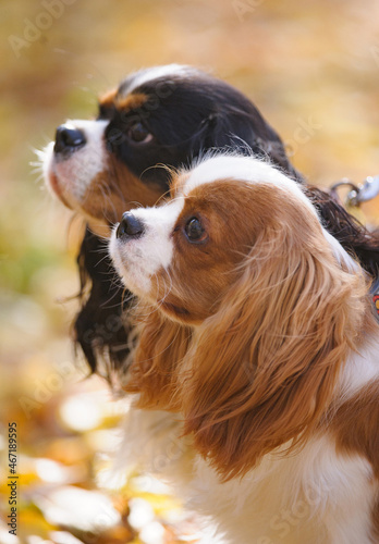 Obraz na płótnie Cavallier king charles spaniel dogs w salonie
