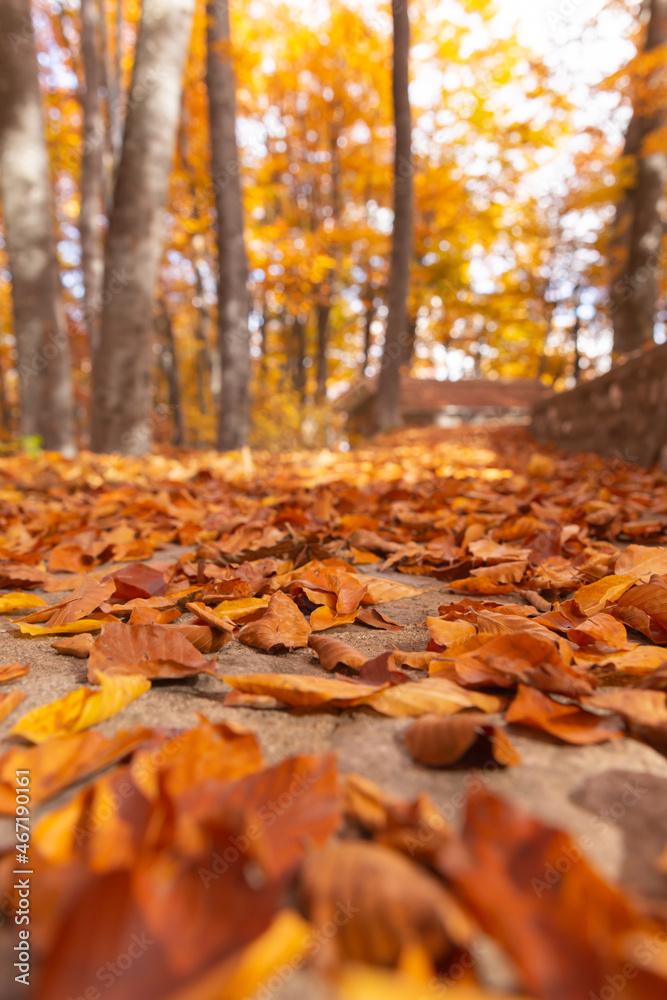 autumn in the forest