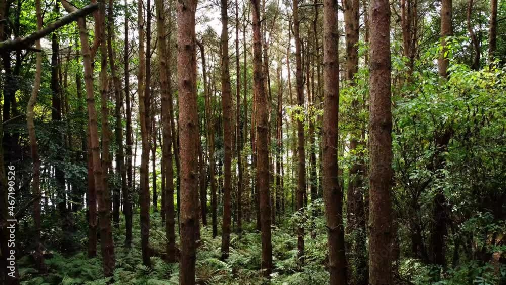 Slow Push Forward Through Forest Slow Push Forward Through Forest