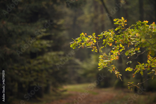 las , drzewa liściaste i iglaste jesienią