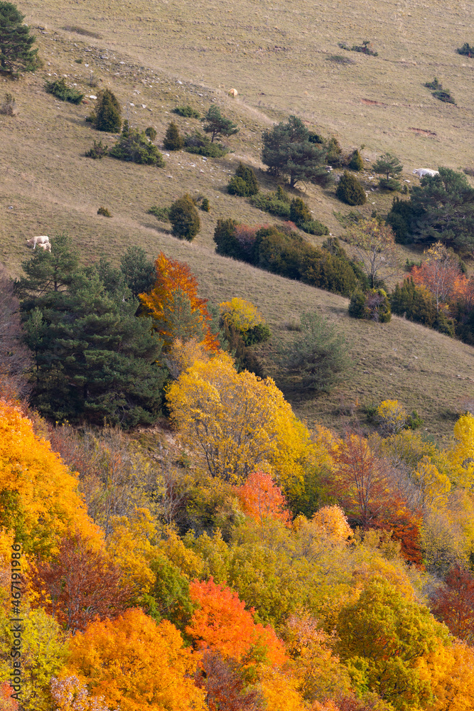 Vacas pastando en la ladera de una motaña entre colores de otoño