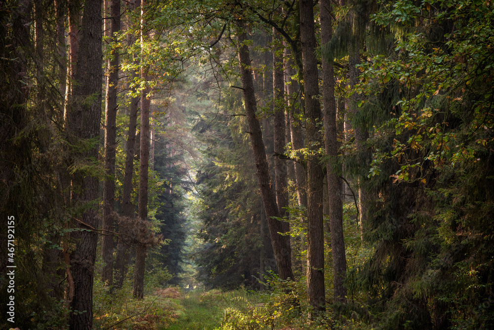 las , drzewa liściaste i iglaste jesienią