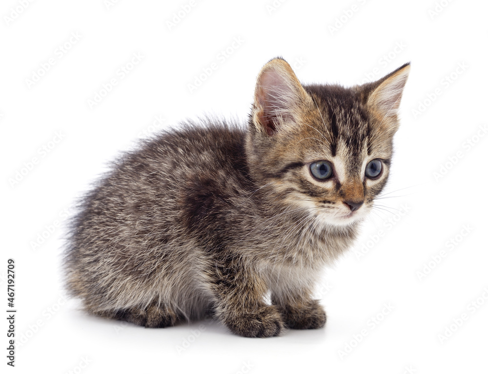 Gray little kitten is standing.