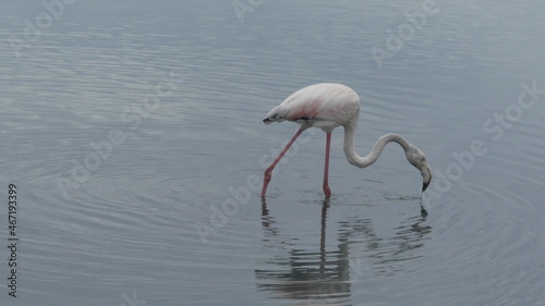 flamingo exploring the surface with its beak at sea level.
