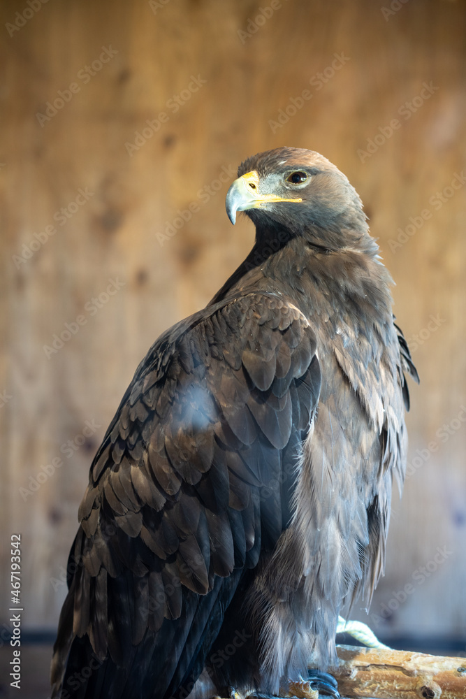 Fototapeta premium red tailed hawk
