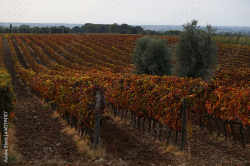 The vineyards of Bolgheri in autumn at sunset, Tuscany