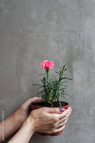 Mini carnations flower on gray concrete wall background. Female hands hold a flowerpot with a pink carnation.