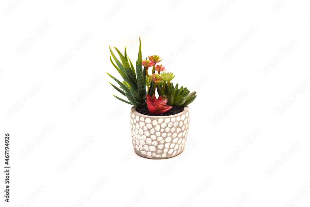 Home plant saculent in a beautiful gray pot isolate on a white background. care behind the house with plants. Home plant saculent in a beautiful gray pot isolate on a white background. care behind the house with plants.