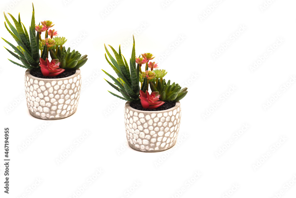 Home plants succulent in a beautiful gray pot isolate on a white background. home plant care.