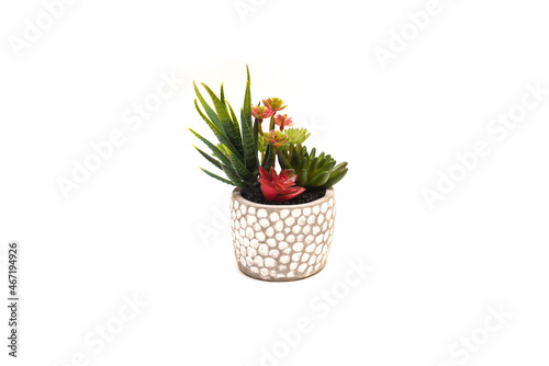 Home plant saculent in a beautiful gray pot isolate on a white background. care behind the house with plants.