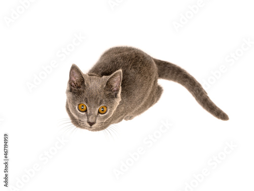 cute gray cat sitting isolate on a white background looking with yellow eyes at the camera, top view