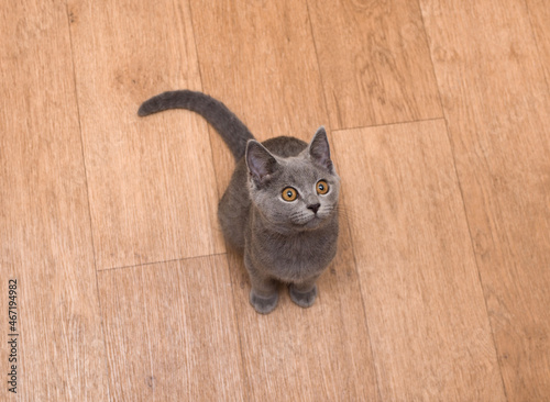 cute gray cat sitting on a wooden floor looking with yellow eyes at the camera, top view