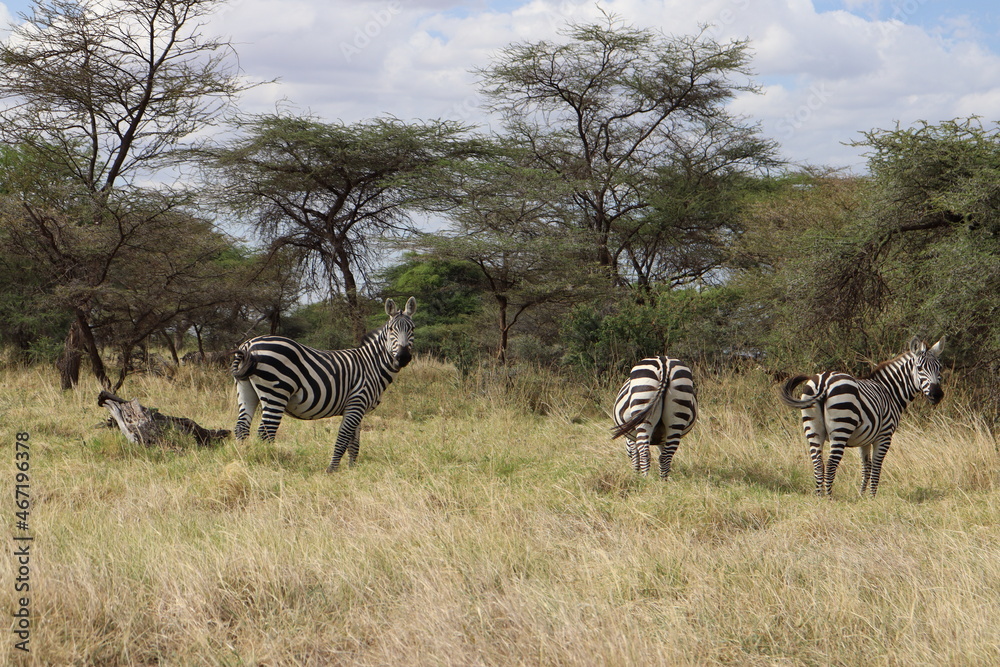 Obraz premium ZEBRA: 