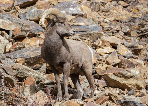 Colorado Rocky Mountain Bighorn Sheep