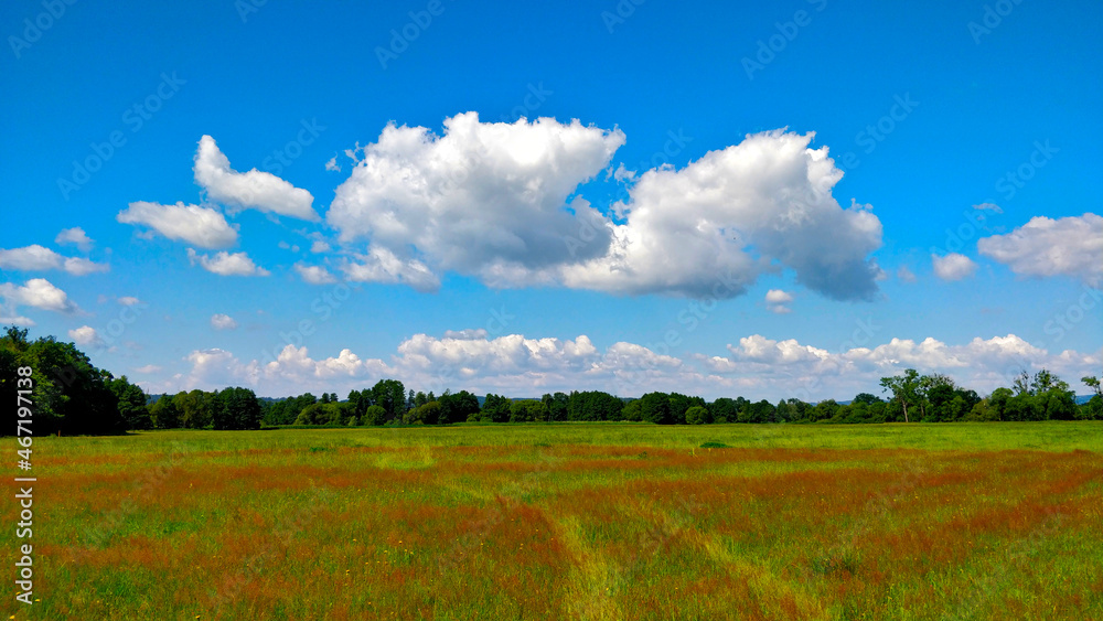 Meadow of nature protected area of Litovelske pomoravi during summer vacation and beautiful weather.