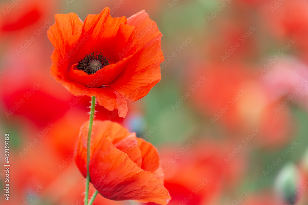 Obraz premium Two poppies on the field