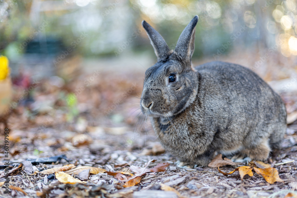 Fototapeta premium Gray rabbit in fall garden surrounded by cripsy leaves and mums copy space