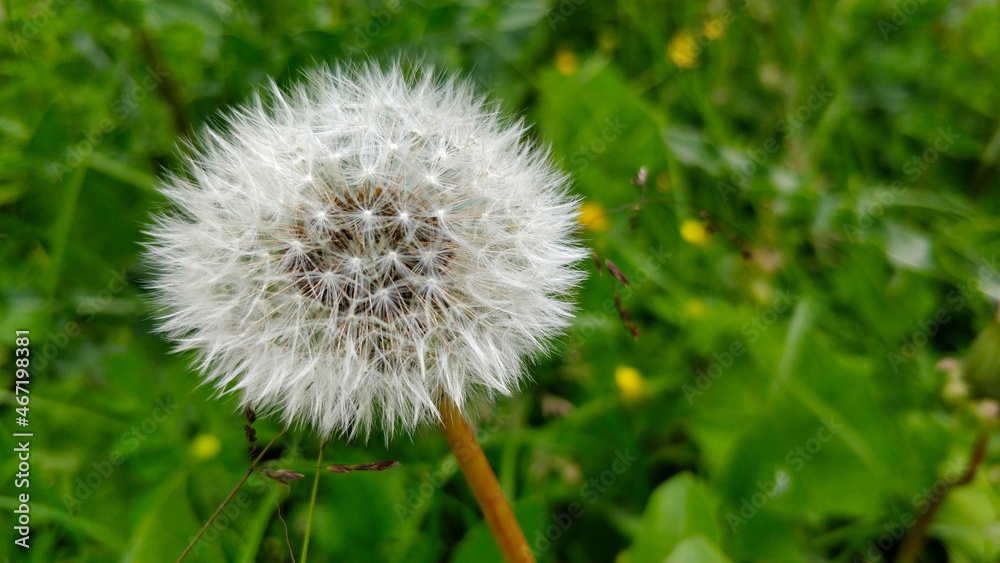 Close-up view on out of bloom mountain meadow dandelion in Slovakia. Close-up view on out of bloom mountain meadow dandelion in Slovakia.
